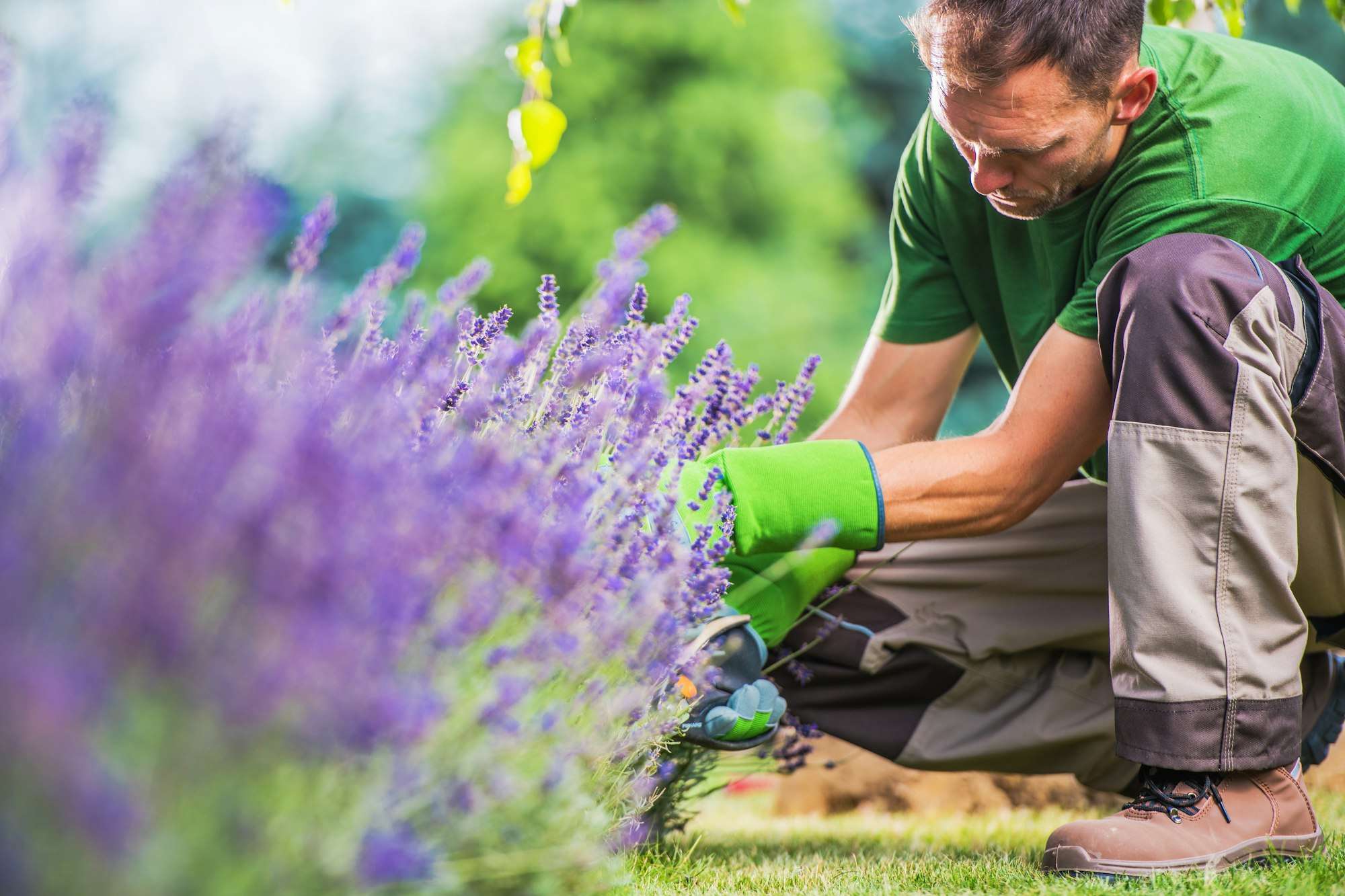 Top 10 Weed Management Strategies For A Lush Healthy Lawn