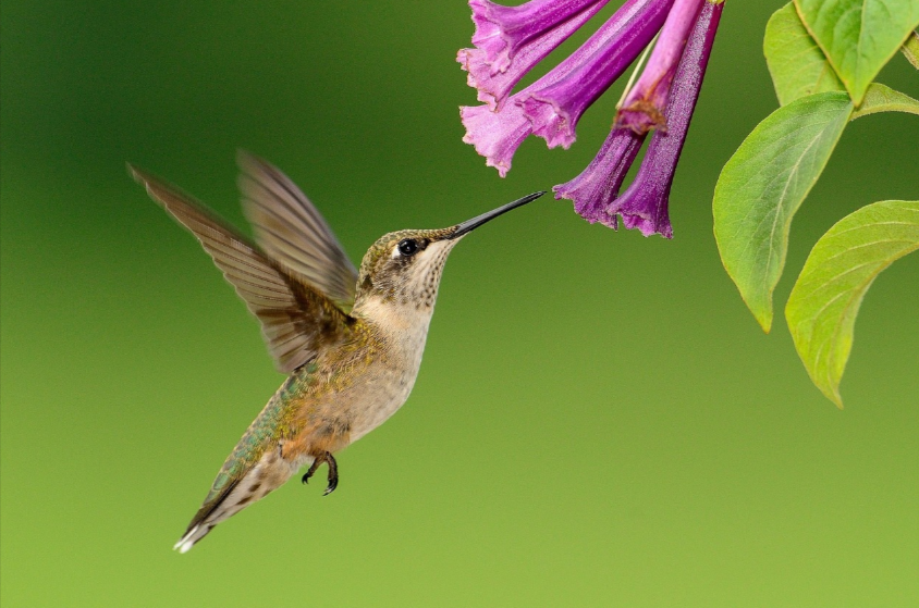 Salt Lake City Hummingbird