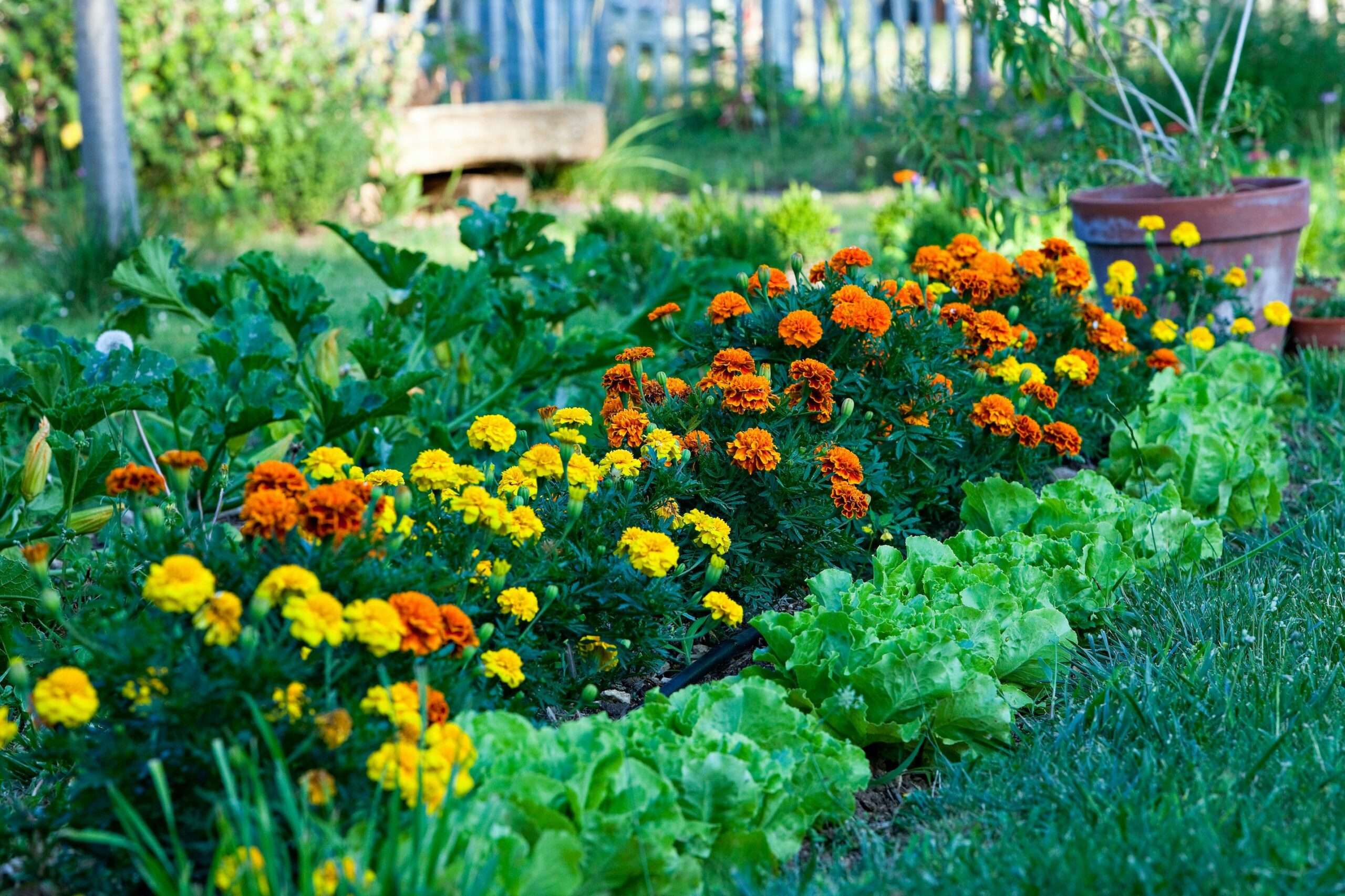 Plants That Keep the Bugs Away From Your Vegetable Garden