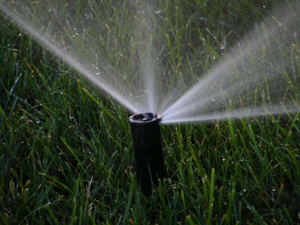 Implement Watering and Maintenance Routine