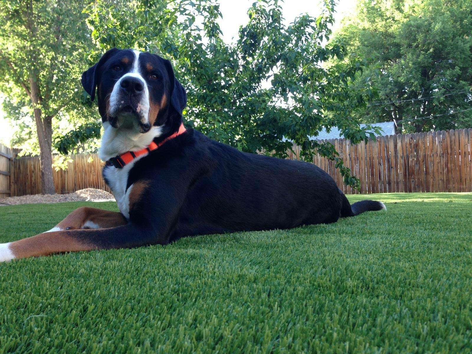 A dog resting on synthetic grass in a landscaped yard with trees.