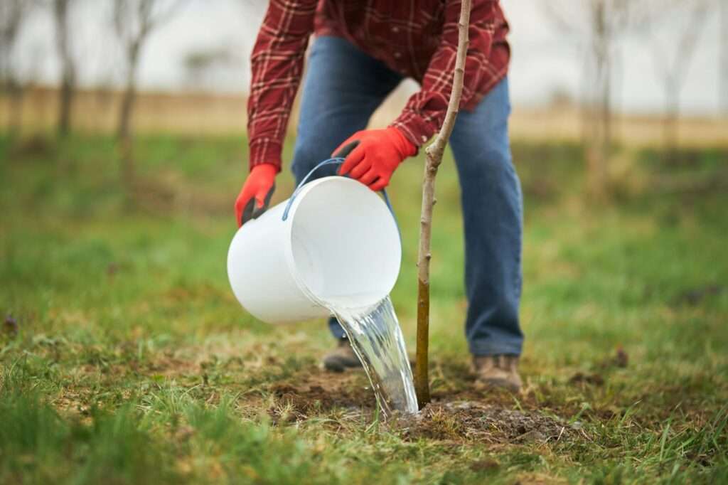 Male in plaid shirt planting, watering tree.