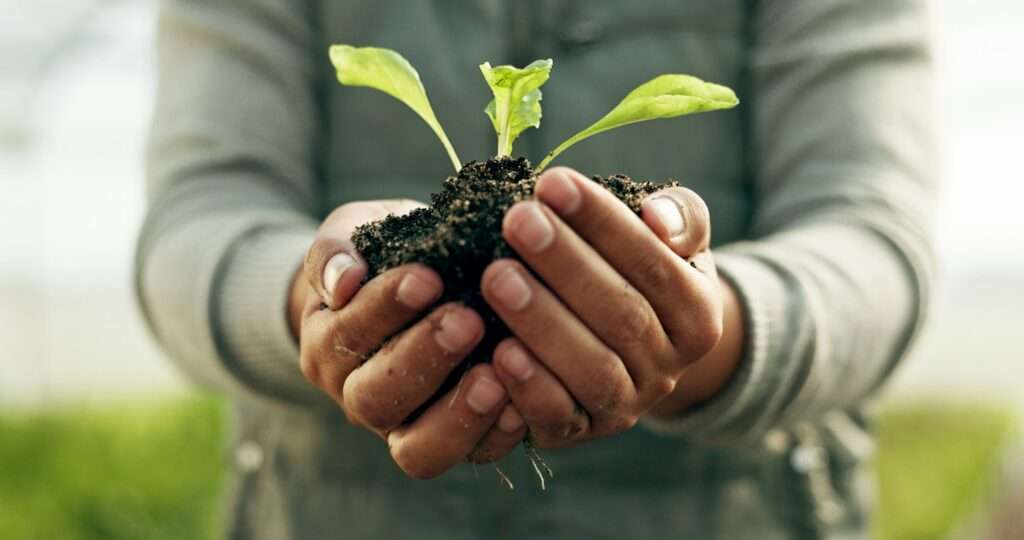Person hands, plants and gardening soil in sustainability, eco friendly farming and vegetables in a