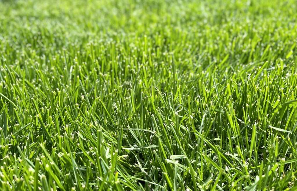 Thick lawn grasses