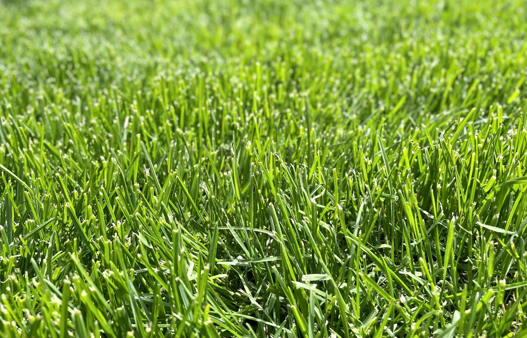 Thick lawn grasses