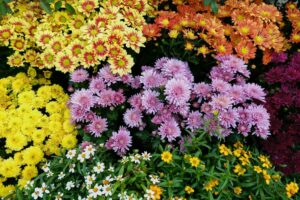 Colorful flowers in bloom