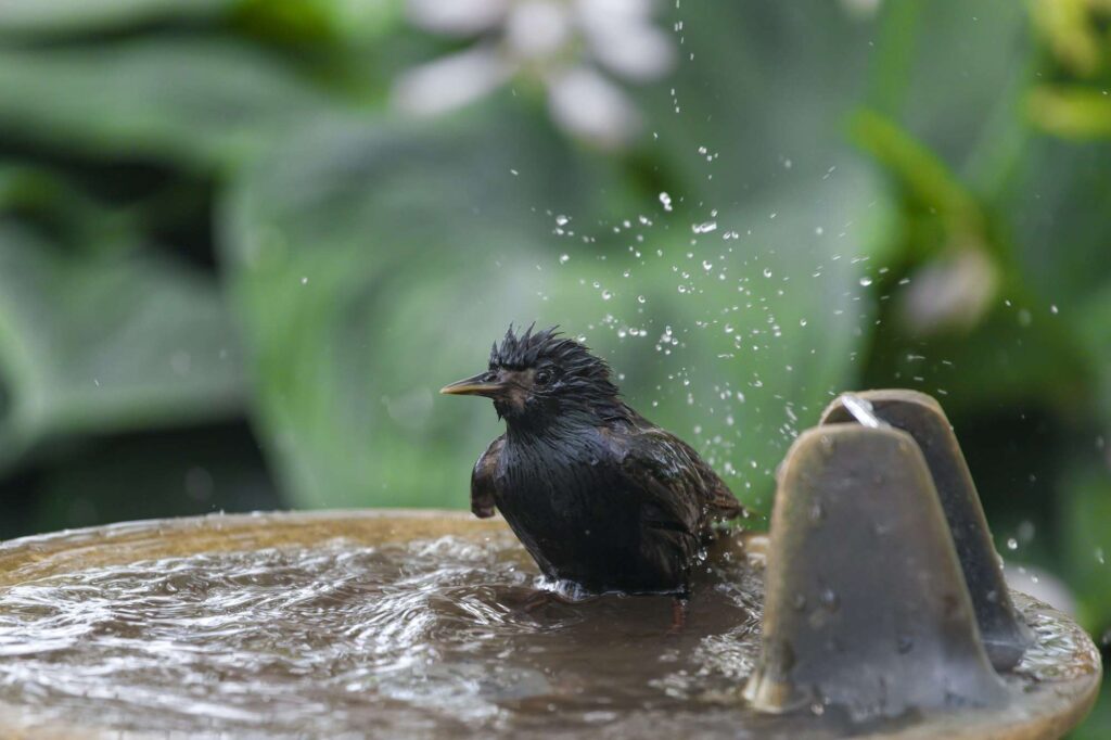 Little black bird taking bath in the city fountain in summer heat