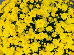 Beautiful Fall flowers! Yellow