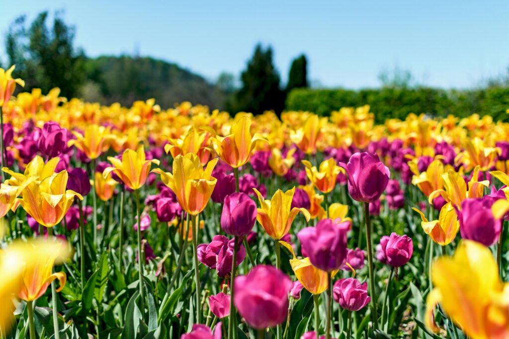 Beautiful flowerbed with purple and yellow tulips in park in spring.