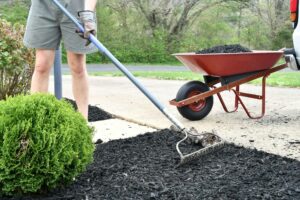 Man doing yard work chores spreading mulch with a rake from a wheelbarrow around landscape bushes