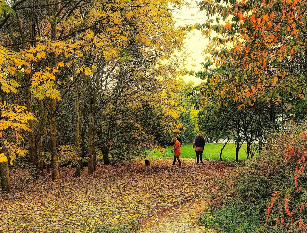 Fall landscape