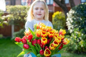 Smiling toothless little girl giving a huge bunch of tulip flowers