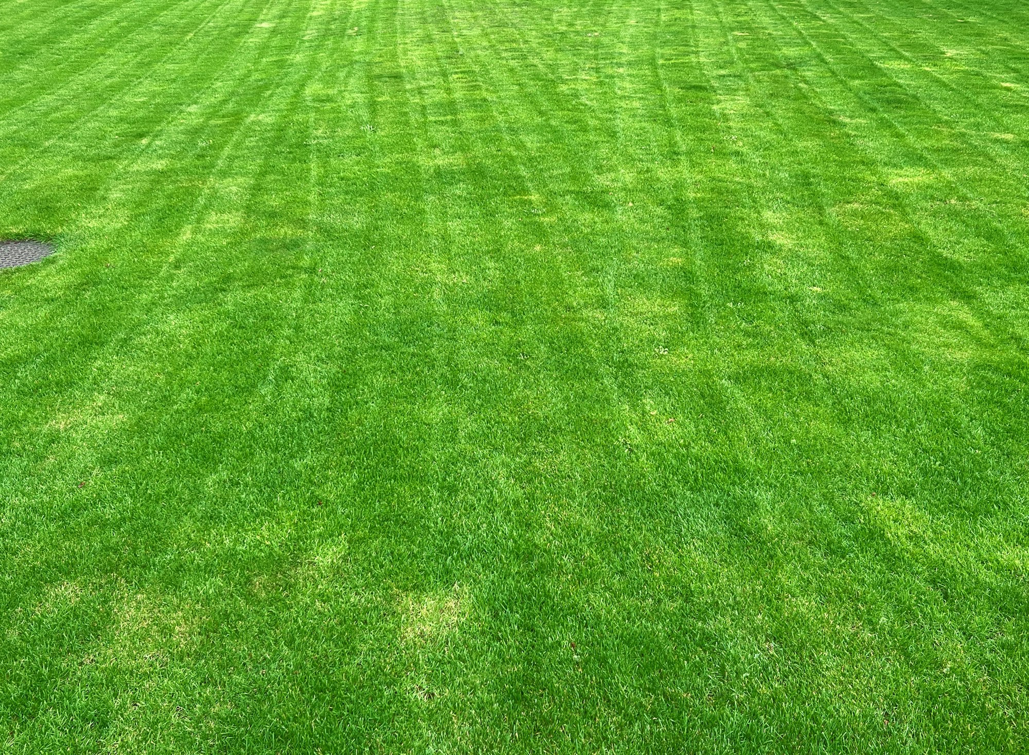 Stripes after mowing the lawn court. Texture of damaged Rolled turf after installation on the ground