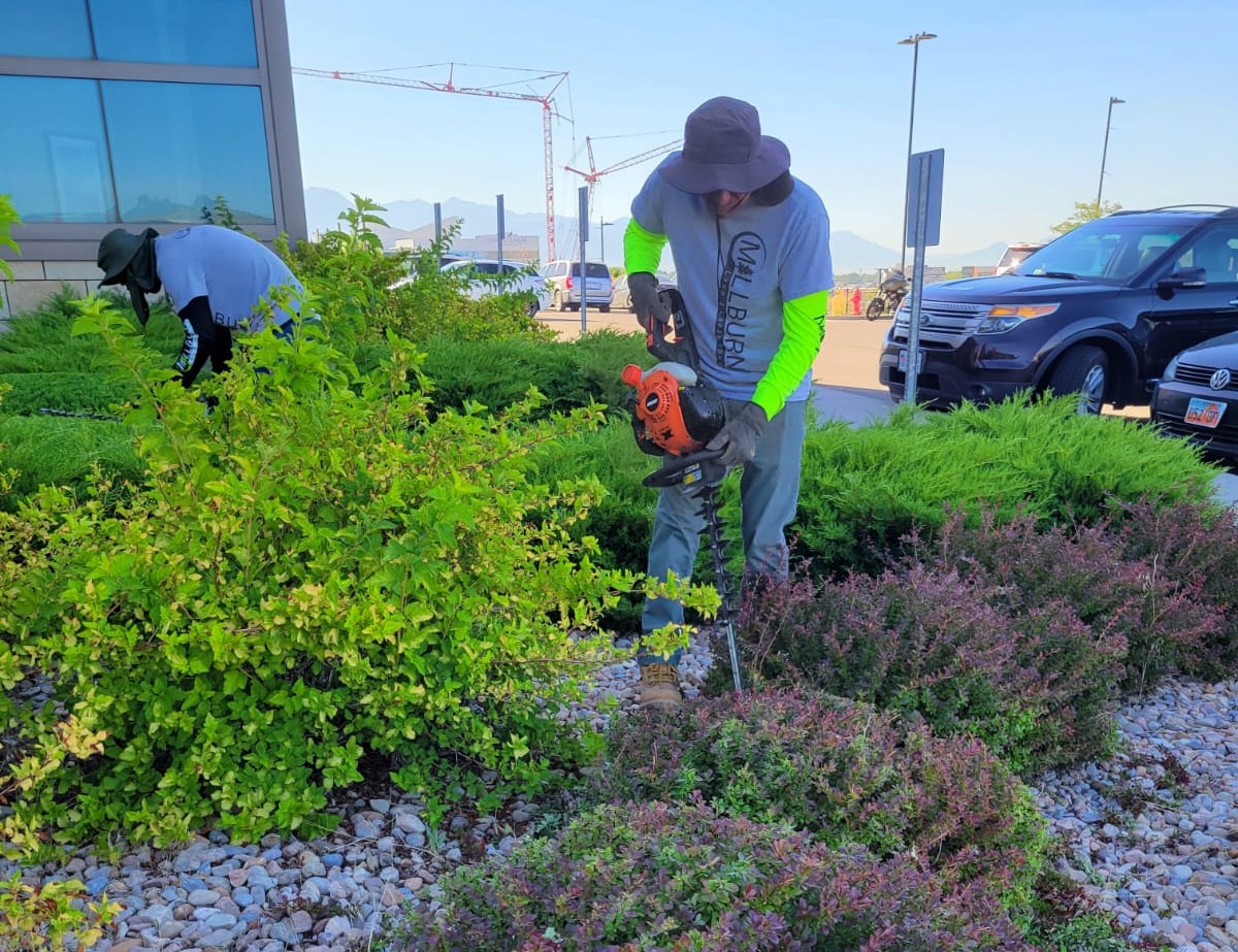 Our expert trimming around shrubs and trees