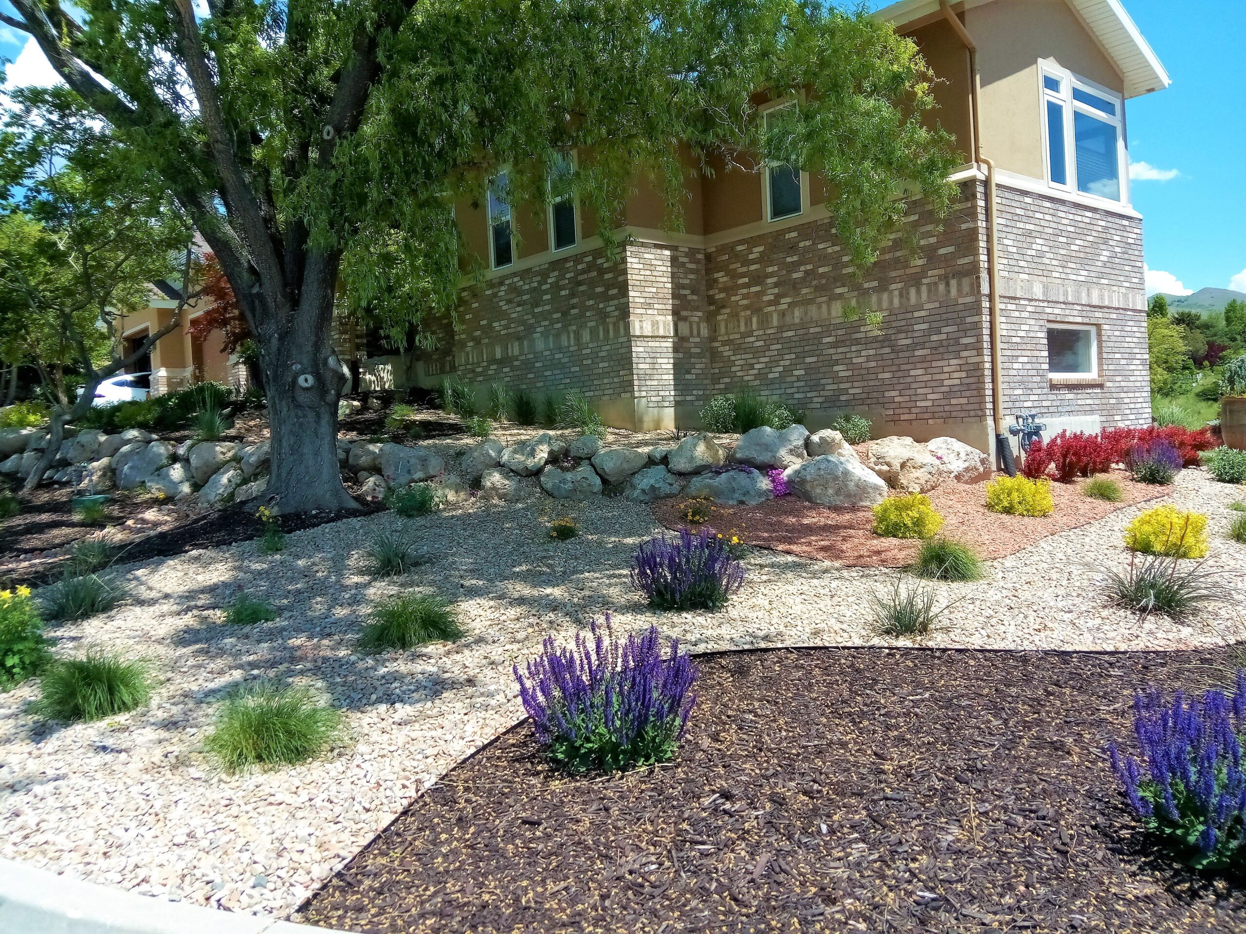 A beautiful drought-tolerant West Jordan Utah front yard landscape featuring lavender, Russian sage, ornamental grasses and a specimen serviceberry tree